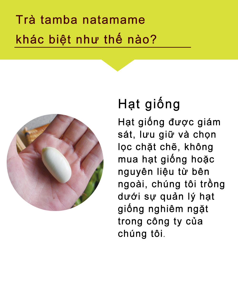 ナタマメの種が違う、実績のある種を自家採取